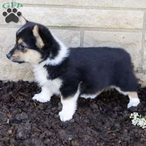 Aaron, Pembroke Welsh Corgi Puppy